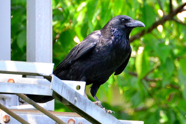 ハシボソガラス/嘴細烏 (Japanese Carrion Crow)
