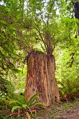 mother stump,Fern Canyon, Little River, Van Damme State Park, Mendocino