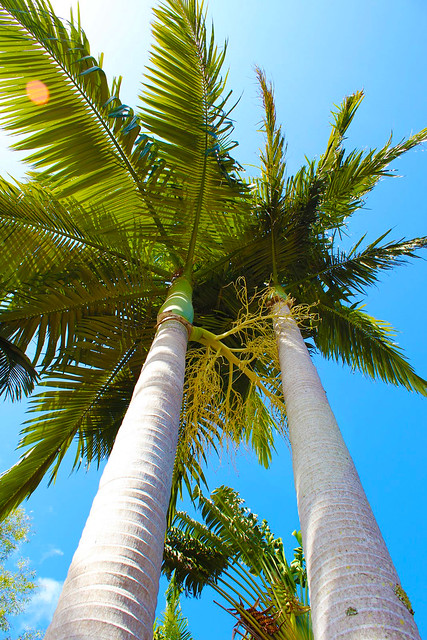 palm tree copy