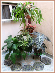 Plants at our courtyard incl. Alocasia sanderiana (Keris Plant, Sander's Alocasia), seen on the right-front, July 22 2013