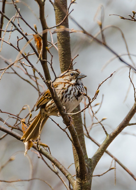Coy sparrow 2