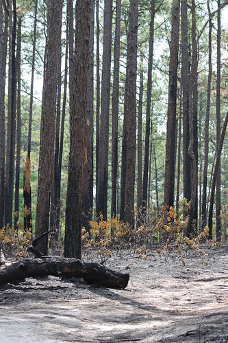 fire prescribedburn controlledburn longleafpine pinuspalustris weymouthwoods