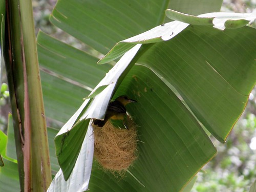 Hooded Oriole nest with female, my yard, Silverado, CA