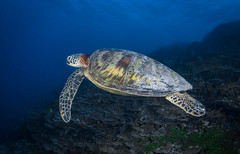 Untrusting Green Sea Turtle, GabGab 1,  Guam