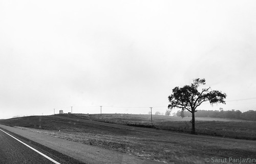 buffalo texas unitedstates us iphone iphonephotography mobilephotography tree fog highway