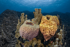 Sponge and Coral, Gab Gab 1, Apra Harbor, Guam