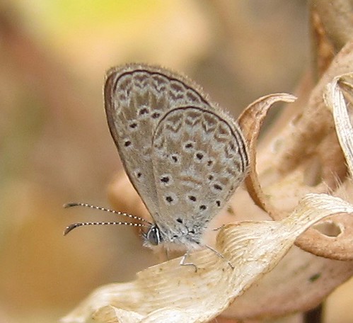butterfly ecuador jorupe loja lycaenidae polyommatinae richhoyer urracalodge