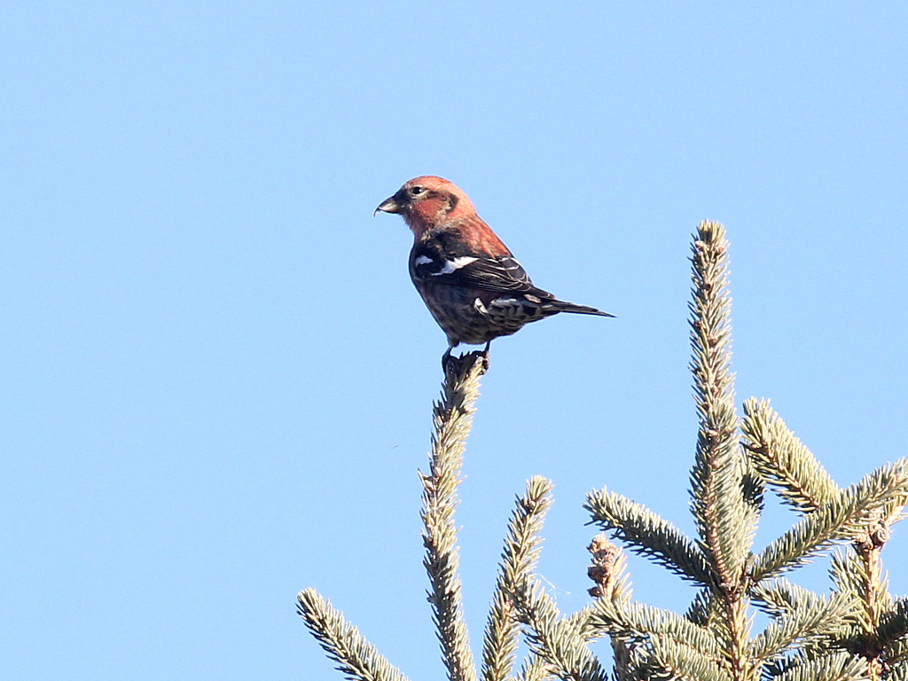 Photograph titled 'White-winged Crossbill'
