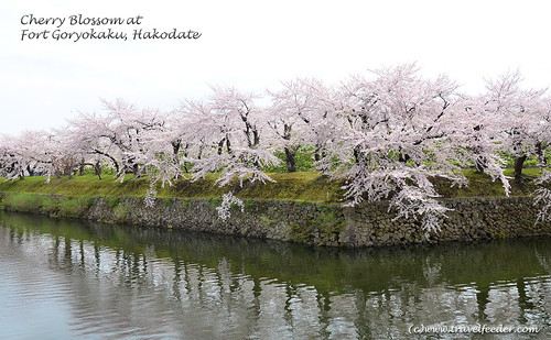Cherry_Blossom_at_Fort Goryokaku35