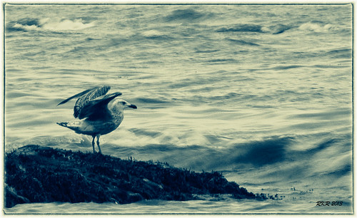 bw water wings seagull gull toned