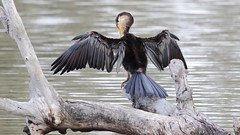 The Victorious Australasian Darter tends to her wounds