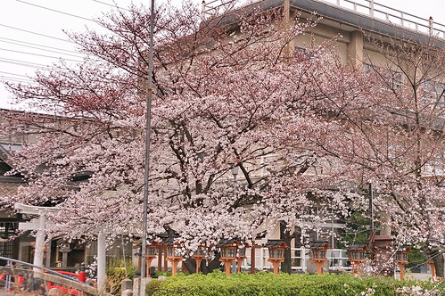 【写真】2013 桜 : 六孫王神社/2020-04-21/IMGP8935