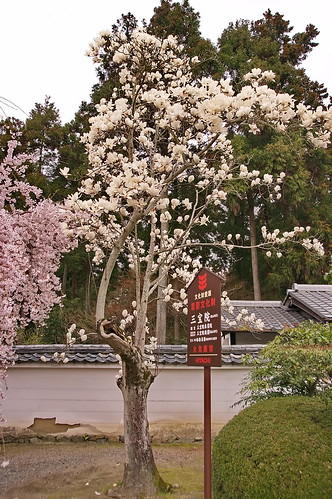 【写真】2013 桜 : 醍醐寺/2021-10-20/IMGP9062