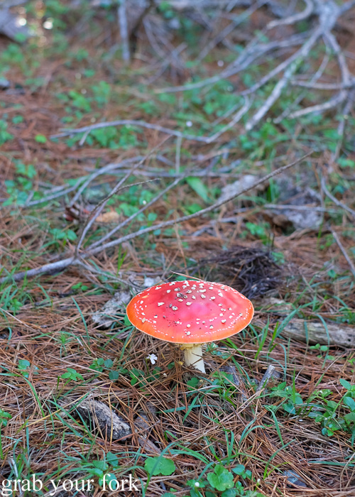 Fly agaric poisonous mushrooms in Belanglo State Forest