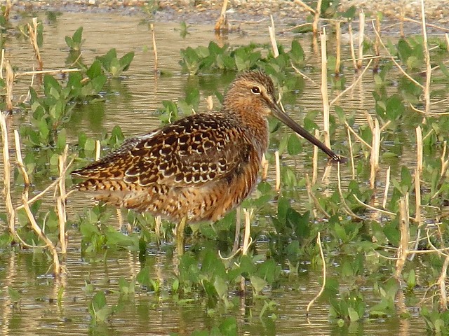Long-billed Dowitcher at El Paso Sewage Treatment Center in Woodford County, IL