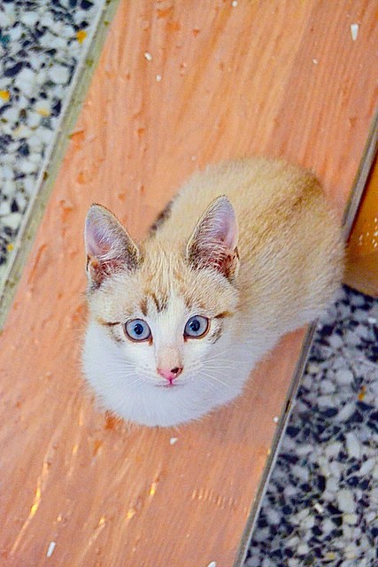Newman, gatito siamés tabby de ojazos azul cielo esterilizado, nacido en Marzo´15, en adopción. Valencia. ADOPTADO. 17357840303_03b133c06c_z