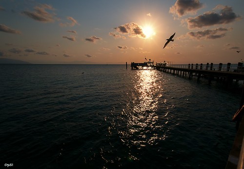 ocean sunset sea nikon tramonto seagull australia greenisland ops opiesse