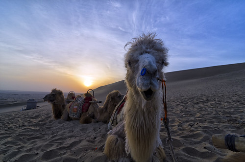 china travel camel camels gansu dunhuang mingshasanddunes dunhuangechoingsand