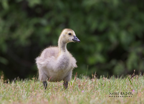 ohio nature geese goose canadagoose headlandsbeach canadagosling ohiowildlife ohiogeese headlandswildlifereserve