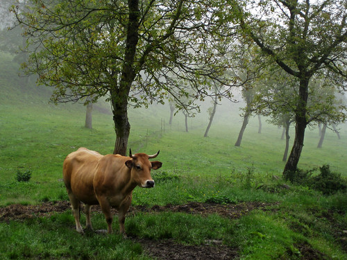 tiere urlaub natur ereignisse jakobsweg spanien kühe landschaften länder