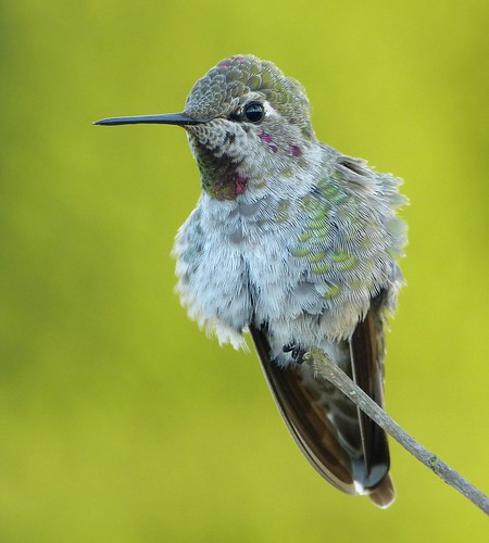 anna hummingbird annas juvenile annashummingbird calypteanna calypte