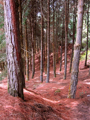 pine bosque pino pineforest