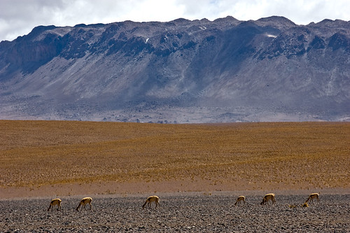 chile mountain animals desert sanpedrodeatacama vicuña volcanism iiregion