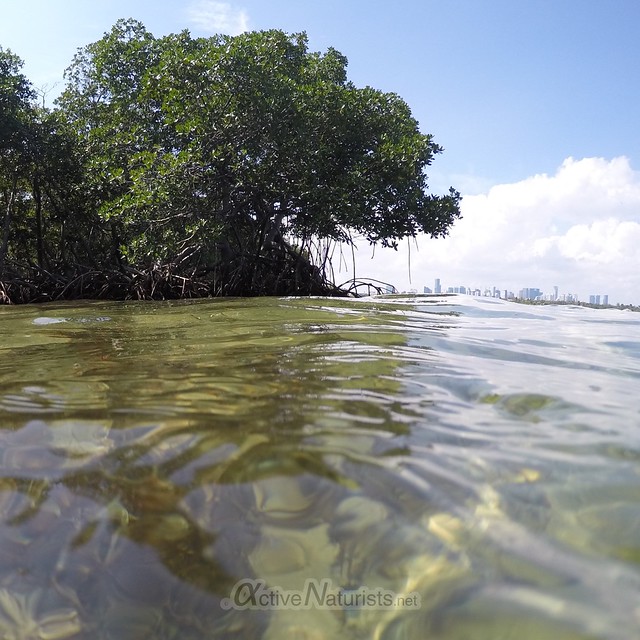 mangroves view 0001 Key Biscayne, Miami, Florida, USA