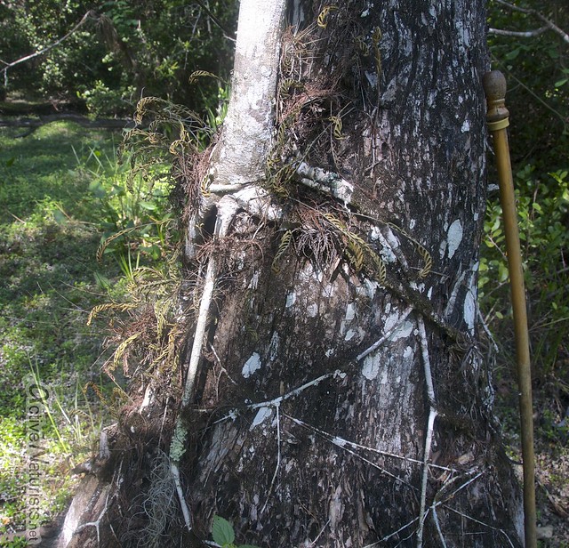 strangler ficus 0000 Gator Hook Trail, Big Cypress National Preserve, Florida, USA