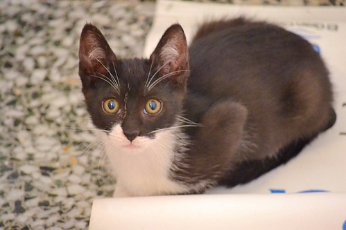 Nico, gatito blanquinegro rebonico y megadulce, nacido en Marzo´15, en adopción. Valencia. ADOPTADO. 17951358656_23655ecf66