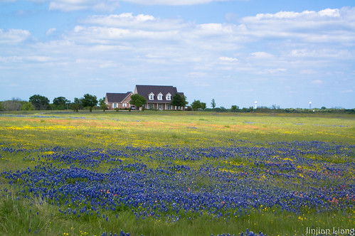 usa flower bristol geotagged spring texas unitedstates sony ennis alpha wildflower a55 2013 geo:lat=3244662335 geo:lon=9659660339