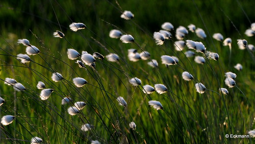 cottongrass wollgras himmelmoor