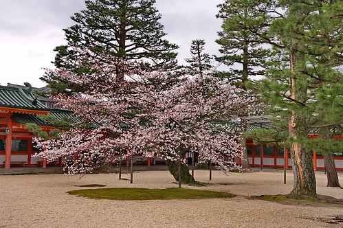 【写真】2013 桜 : 平安神宮/2019-05-16/IMGP8826