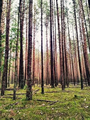 trees forest lithuania lietuva miškas medžiai dzūkija merkinė