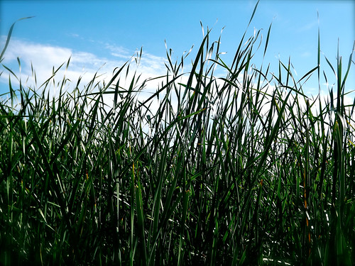 grass wetland retrocameraplus littlestormlakegamemanagementarea