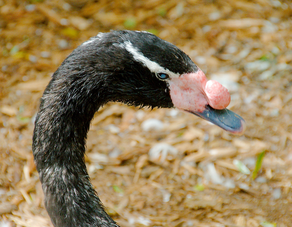 Black-necked Swan (Cygnus melancoryphus)_2