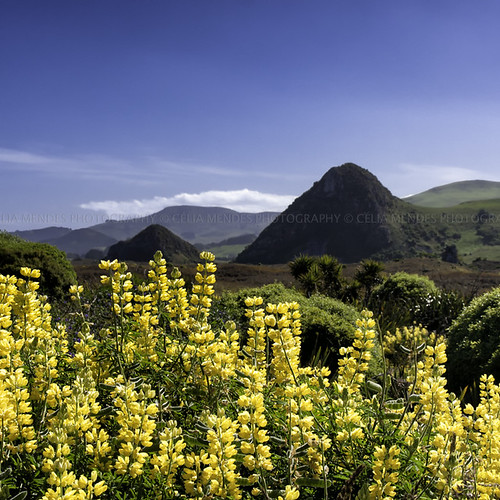 flowers newzealand flores yellow landscape paisaje paisagem hills amarillo amarelo cielo lupins clearsky 2012 novazelândia nuevazelanda colinas lupino céulimpo tremoceiros
