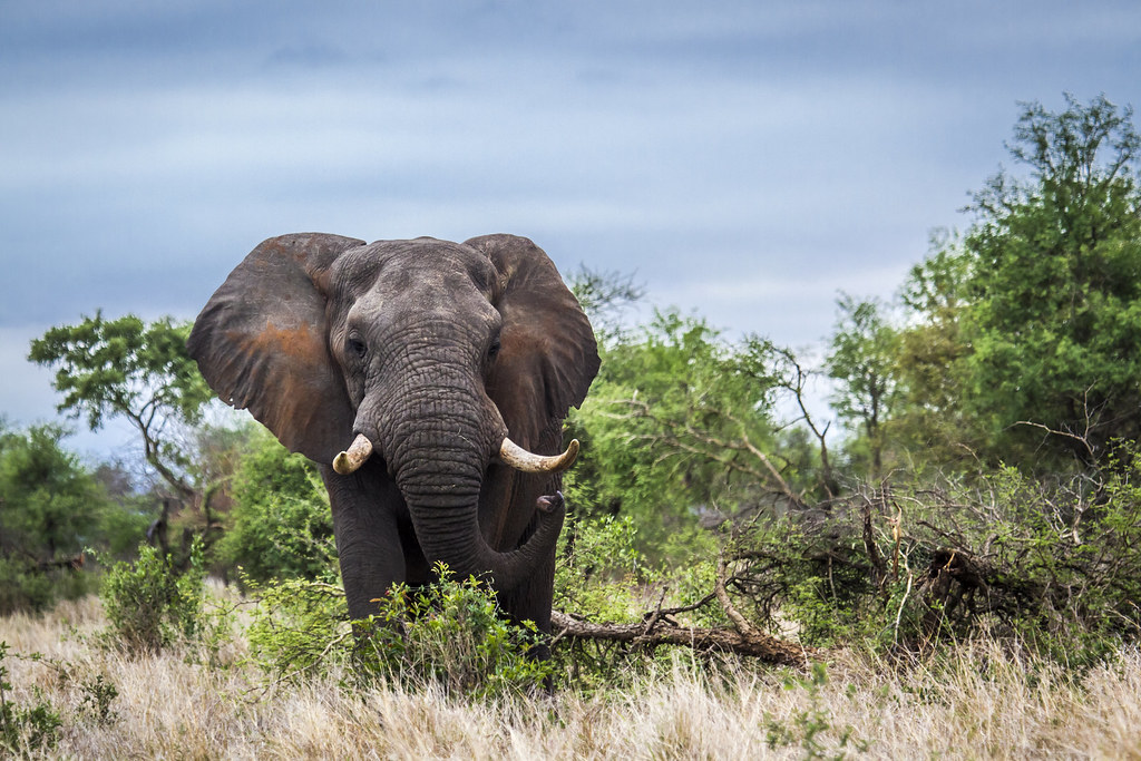 Éléphant dans le Parc national Kruger