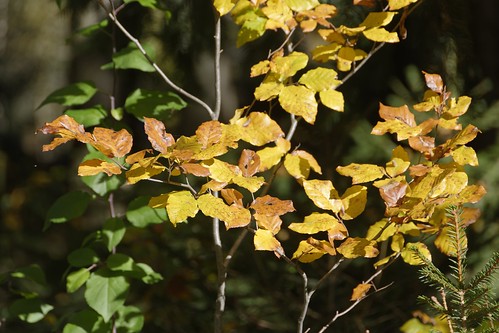 herbst fall autum golden crisp orange yellow red leafs trees laub bäume nature natur landschaft landscape gelb rot