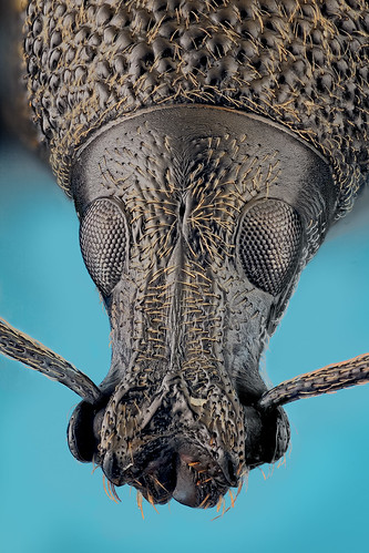 macro insetti coleoptera specanimal otiorhynchus