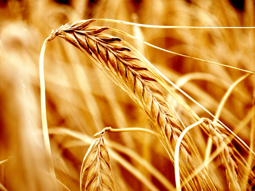 field gold golden wheat harvest crop