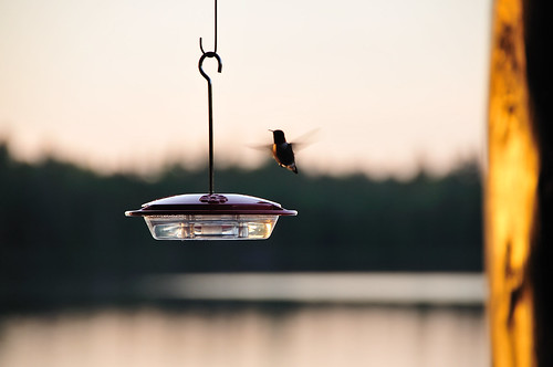 sunset summer hummingbird algonquin arowhonpines littlejoelake