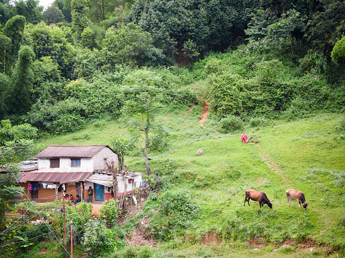 trees nepal people house plant green grass rural forest women cattle cows path hill bamboo trail vegetation verdant lush pokhara agricultural steep kaski jarebar
