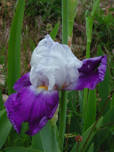 Iris sp.
