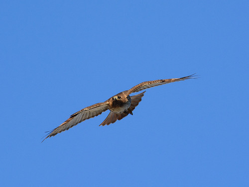 Red-Tailed Hawk (7553)