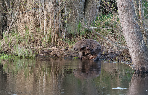 beaver castor suède blackrivervalley vastmanland