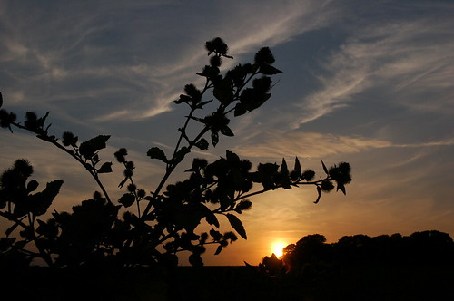 sunset sun silhouette atardecer sonnenuntergang norfolk pôrdosol burdock coucherdusoleil norfolkcountryside