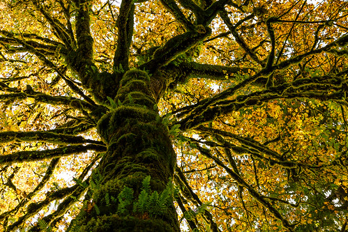 autumn fern tree green fall up yellow washington rainforest northwest washingtonstate olympicnationalpark