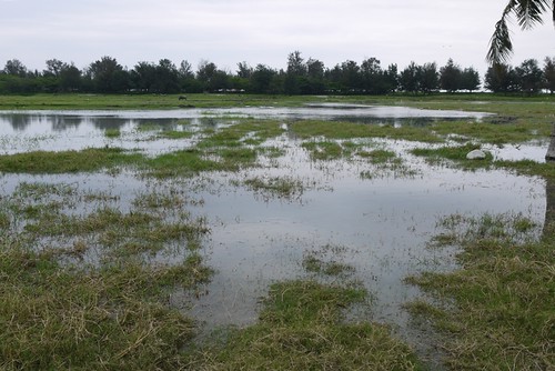 濕地缺口回填後，水位逐漸回升。攝影：陳安蓓