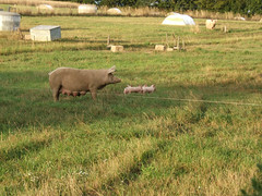 La Bourzaie pigs and piglets